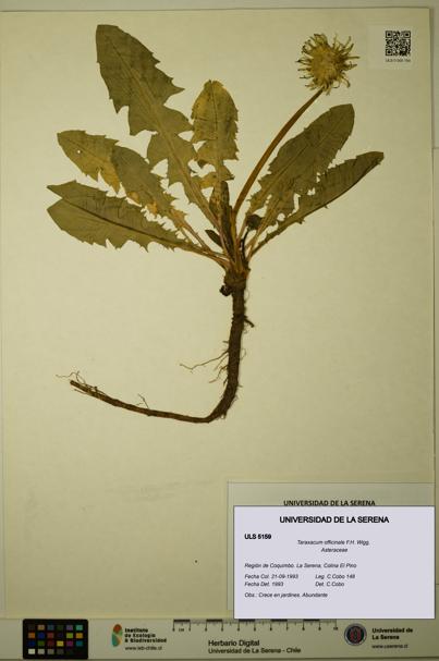 Taraxacum officinale [Espécimen: ULS:ULS:0005159]