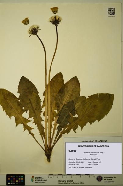 Taraxacum officinale [Espécimen: ULS:ULS:0005160]