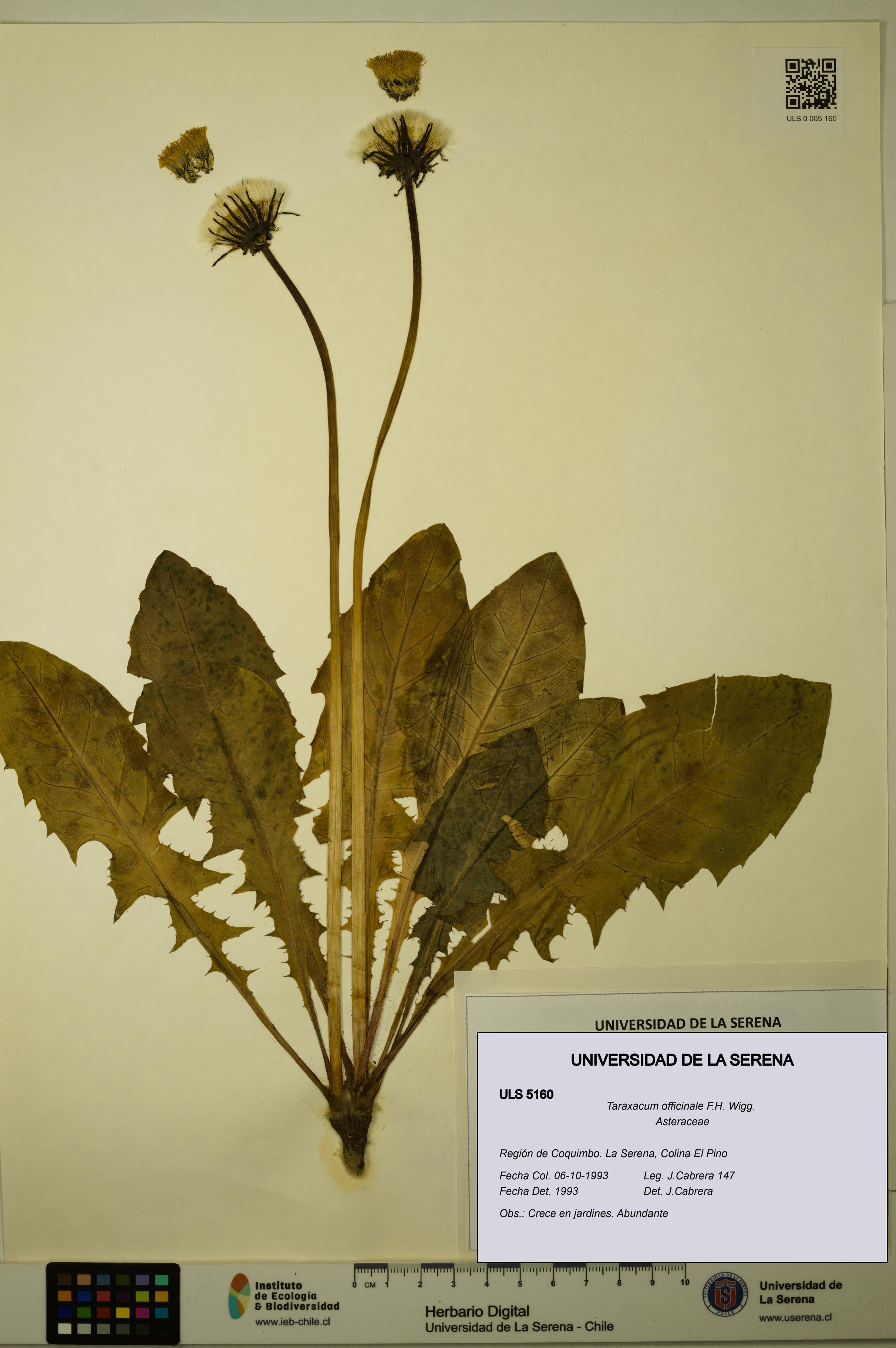 Taraxacum officinale [Espécimen: ULS:ULS:0005160]