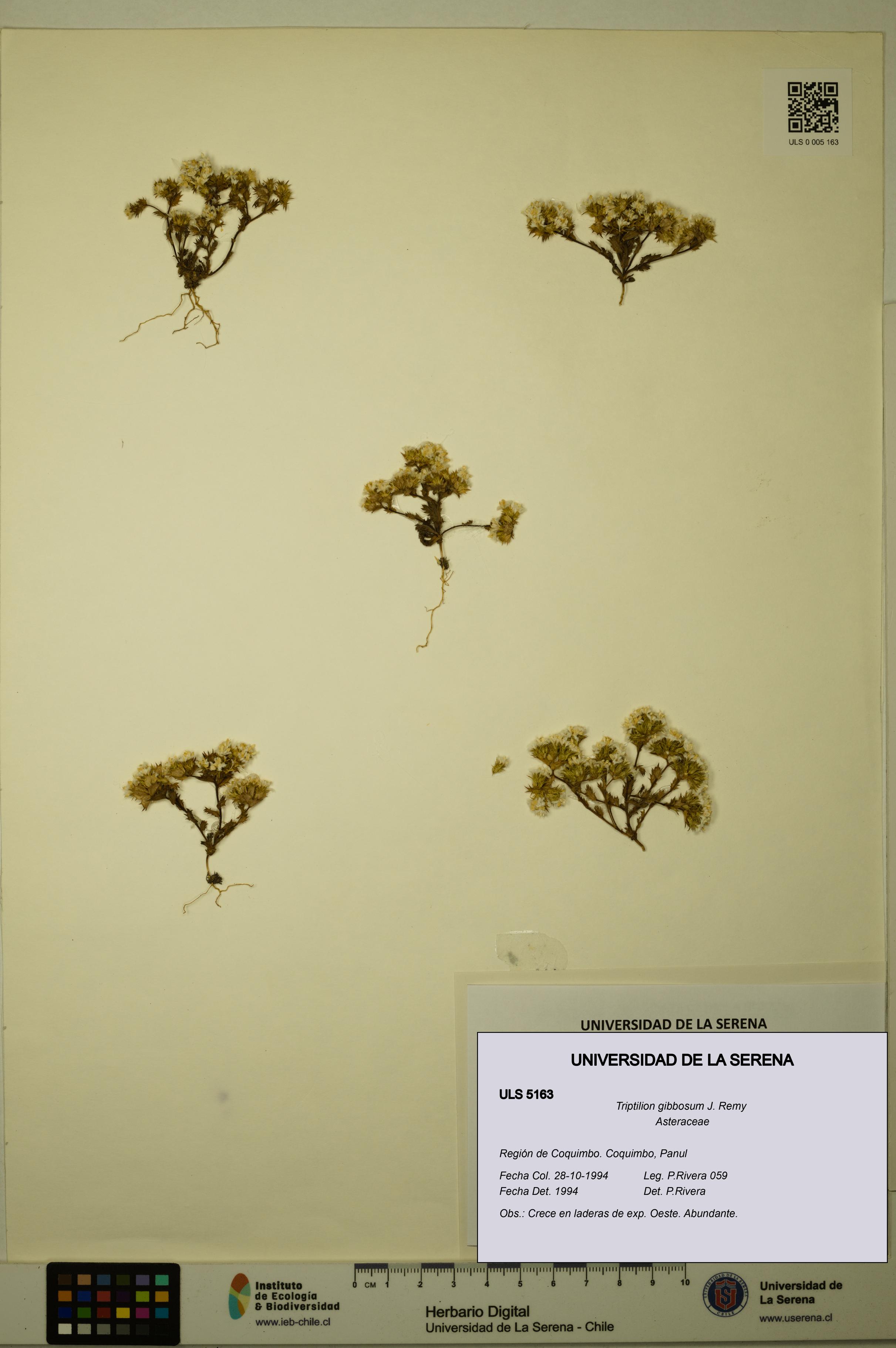 Triptilion gibbosum [Espécimen: ULS:ULS:0005163]