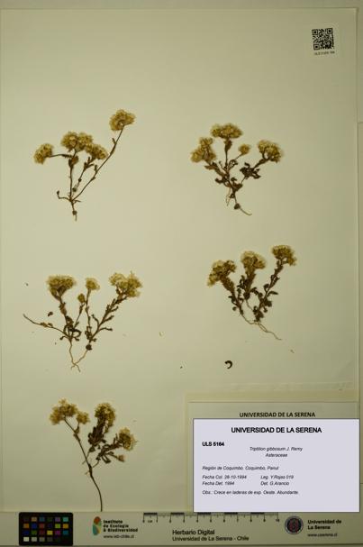 Triptilion gibbosum [Espécimen: ULS:ULS:0005164]