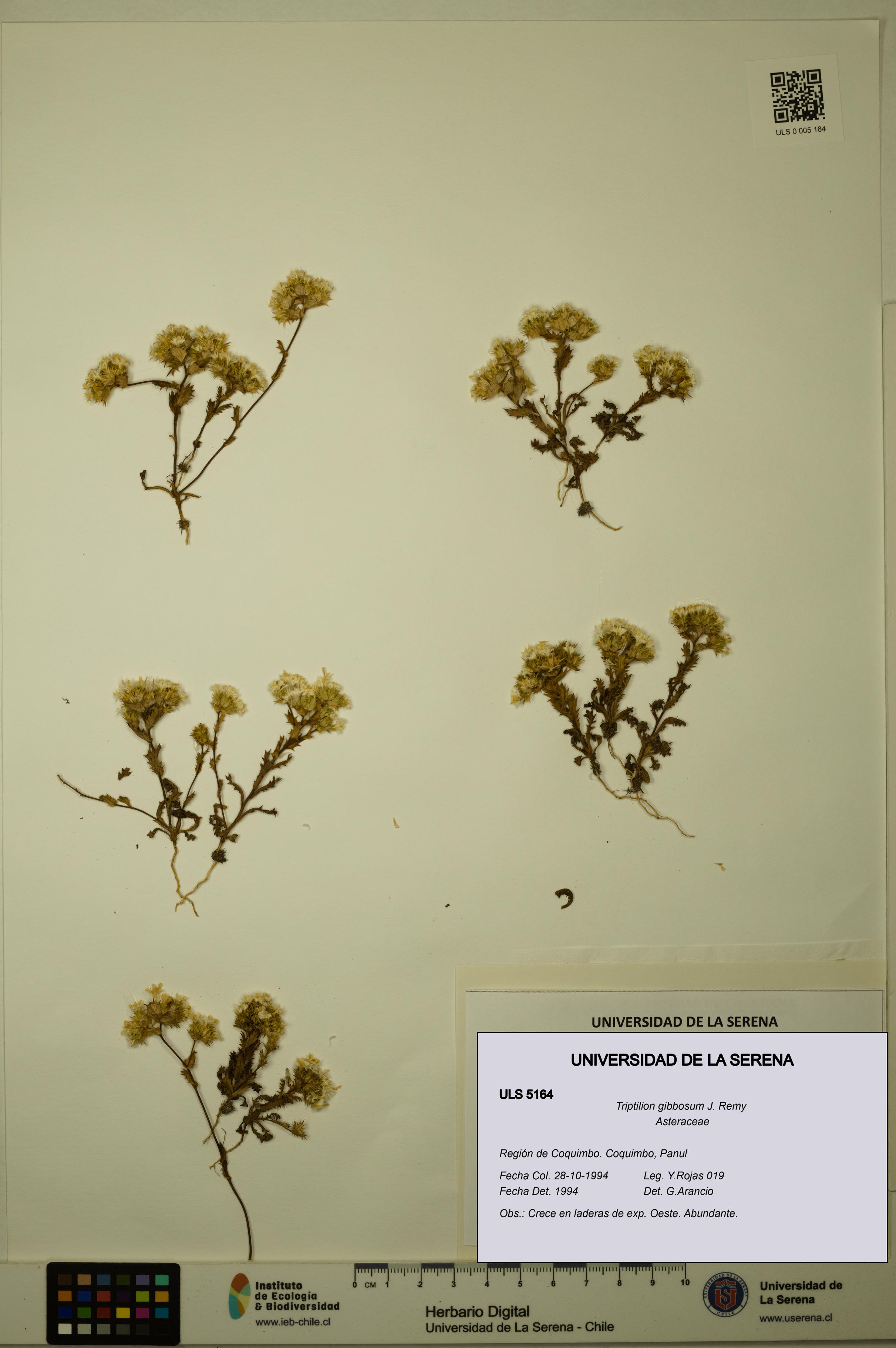 Triptilion gibbosum [Espécimen: ULS:ULS:0005164]