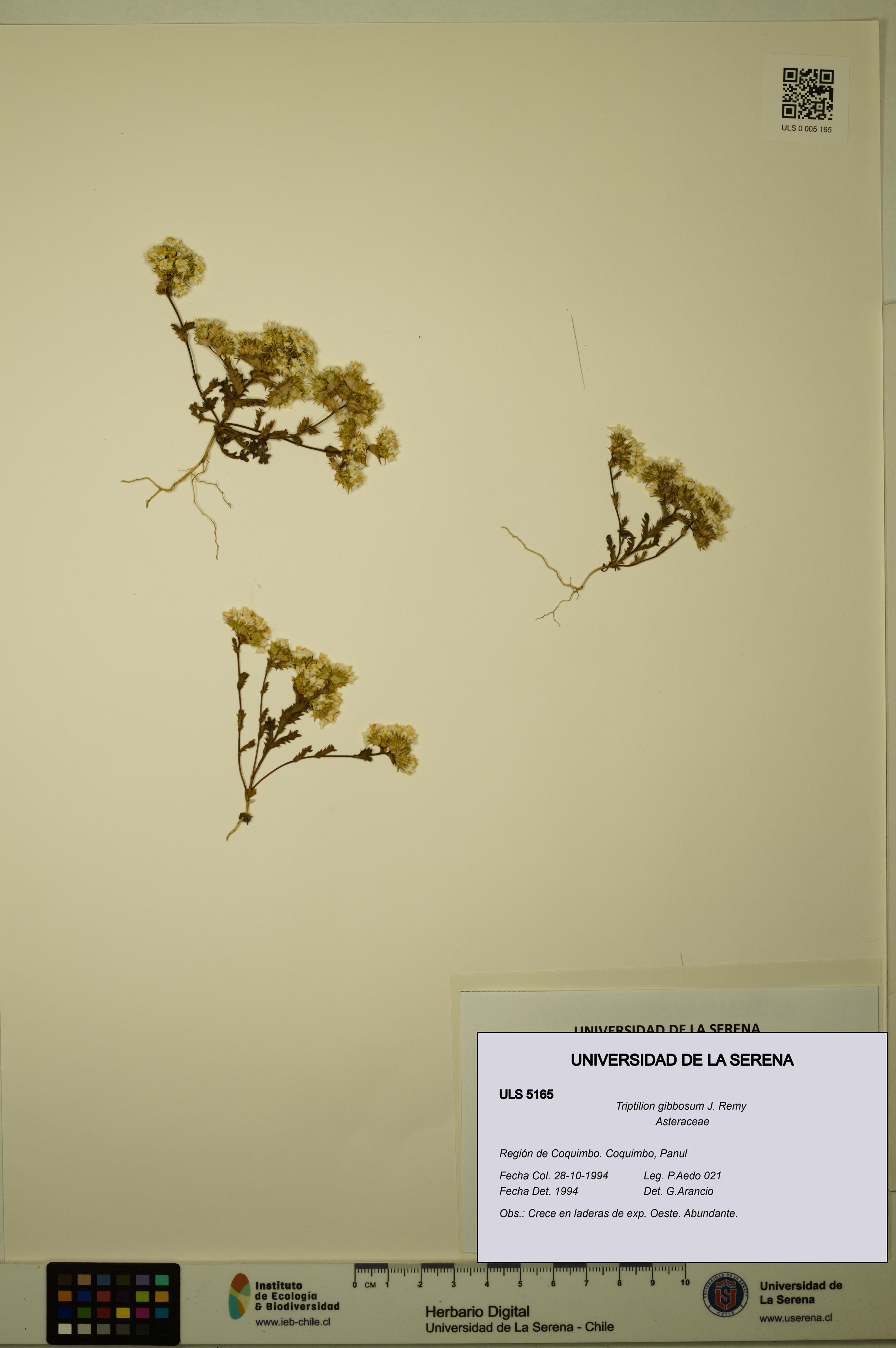 Triptilion gibbosum [Espécimen: ULS:ULS:0005165]