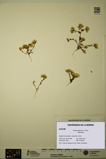 Triptilion gibbosum [Espécimen: ULS:ULS:0005166]