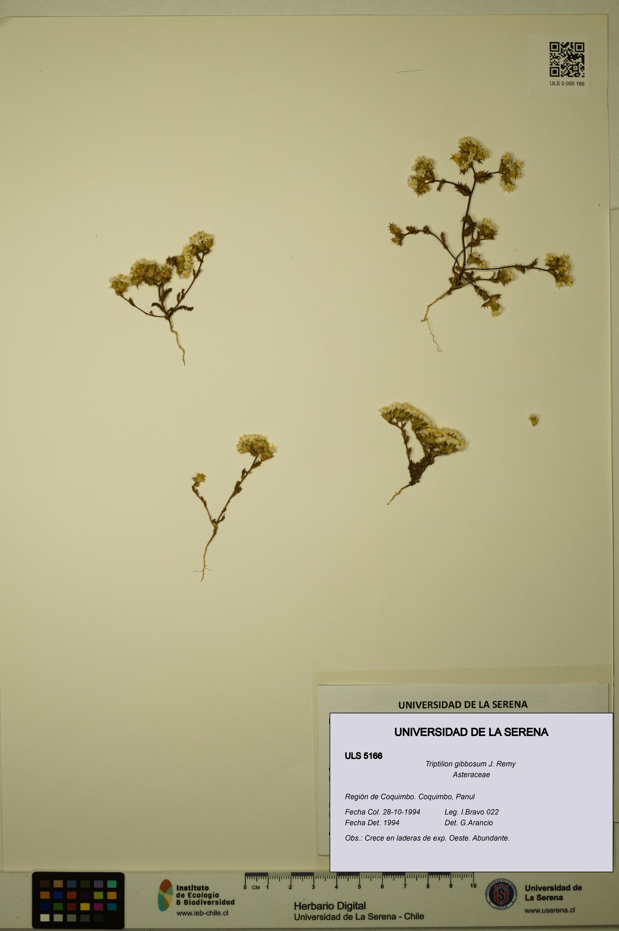 Triptilion gibbosum [Espécimen: ULS:ULS:0005166]