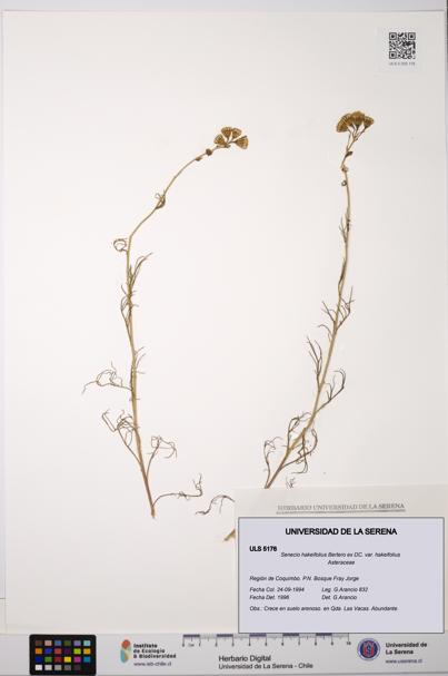 Senecio hakeifolius var. hakeifolius [Espécimen: ULS:ULS:0005176]