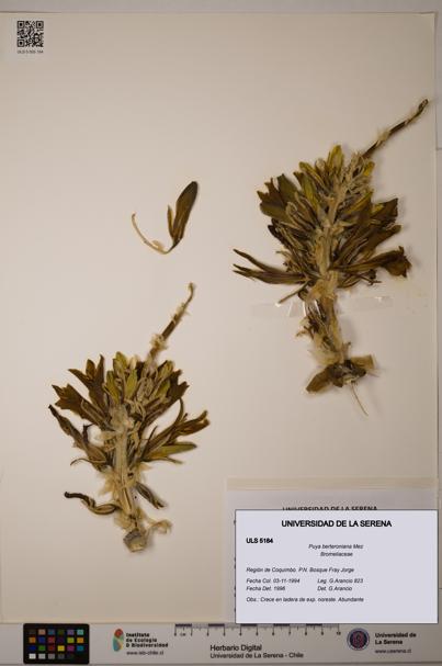 Puya berteroniana [Espécimen: ULS:ULS:0005184]