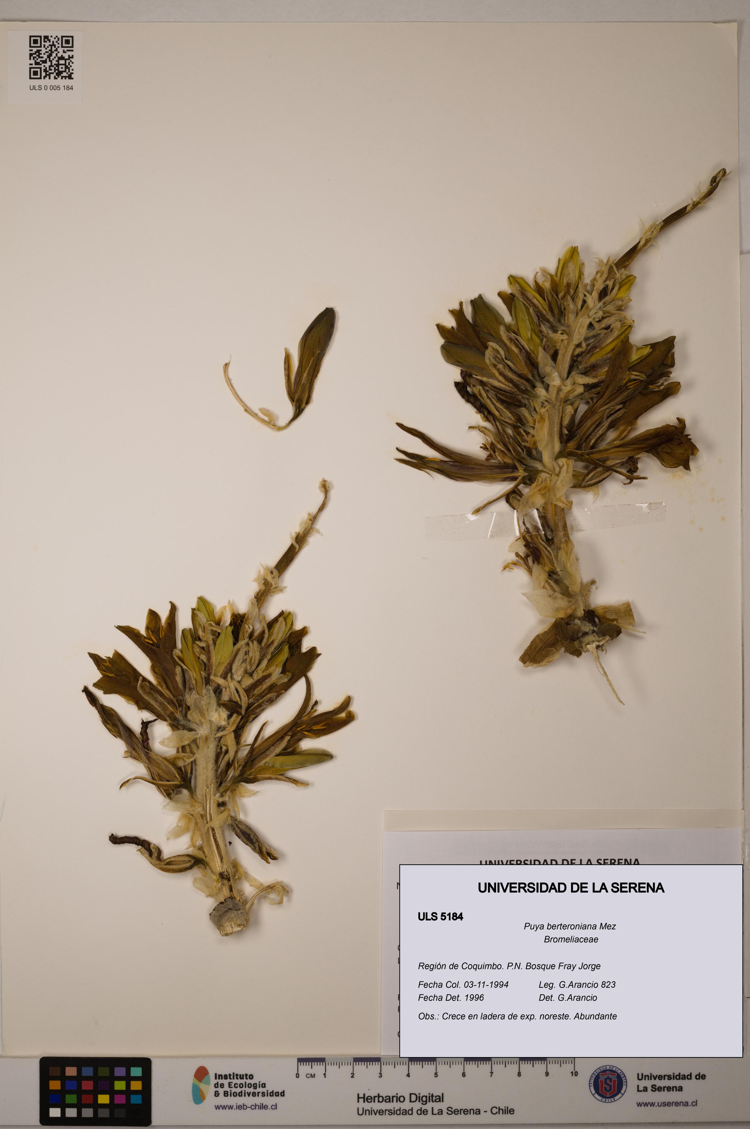 Puya berteroniana [Espécimen: ULS:ULS:0005184]