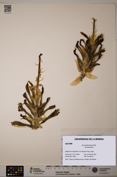 Puya berteroniana [Espécimen: ULS:ULS:0005185]
