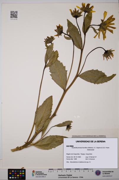 Austroflourensia thurifera [Espécimen: ULS:ULS:0005224]