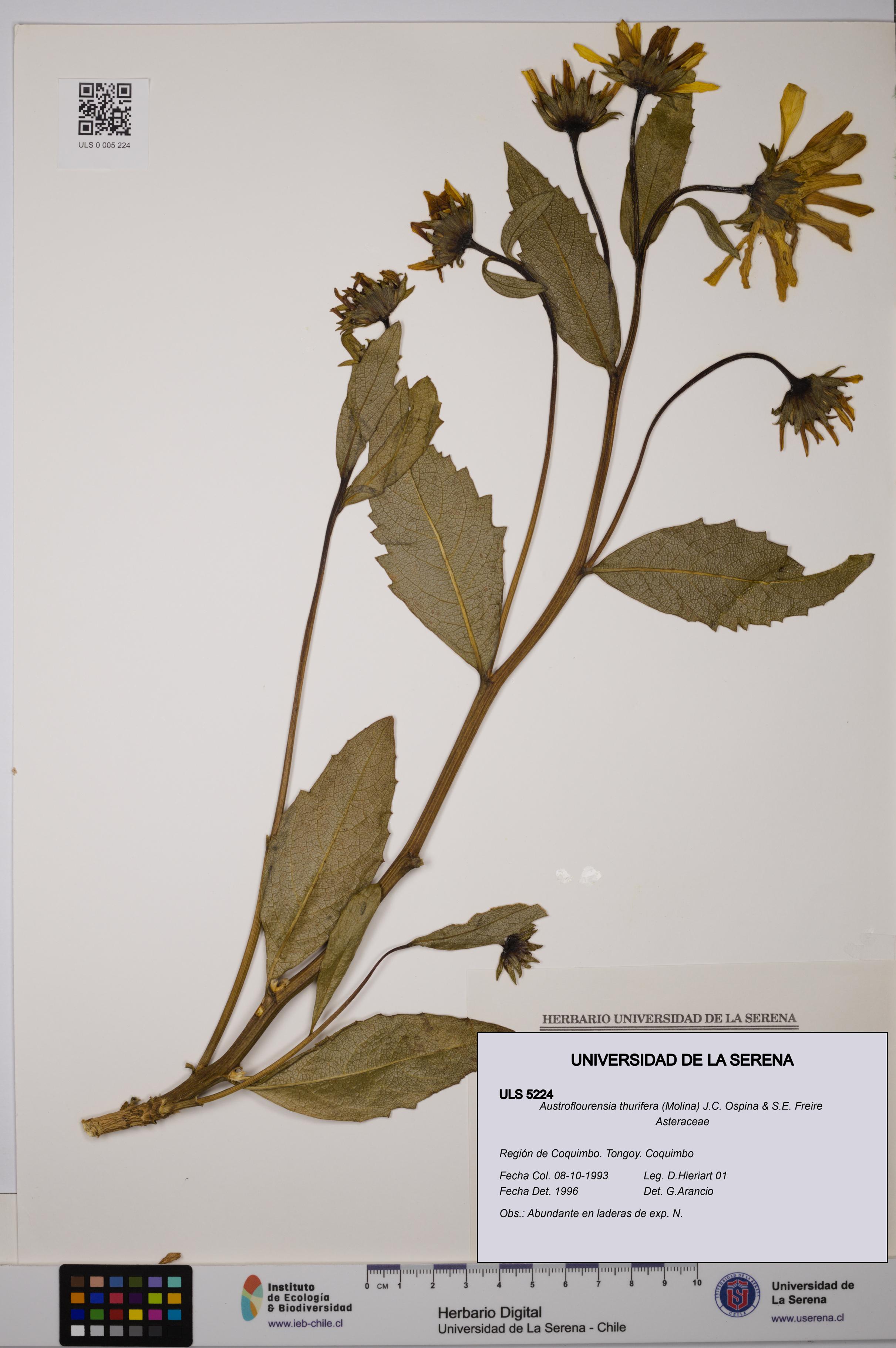 Austroflourensia thurifera [Espécimen: ULS:ULS:0005224]