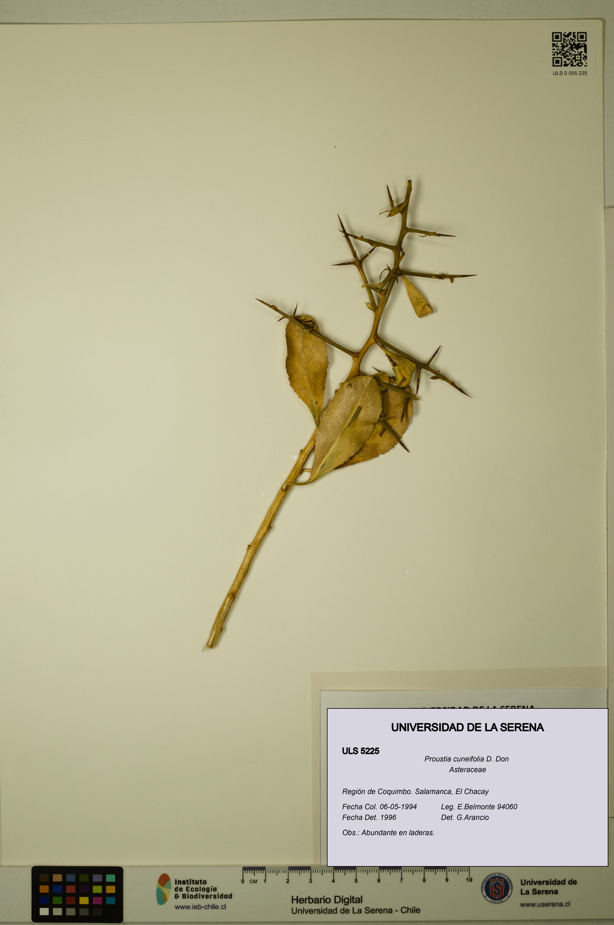 Proustia cuneifolia [Espécimen: ULS:ULS:0005225]
