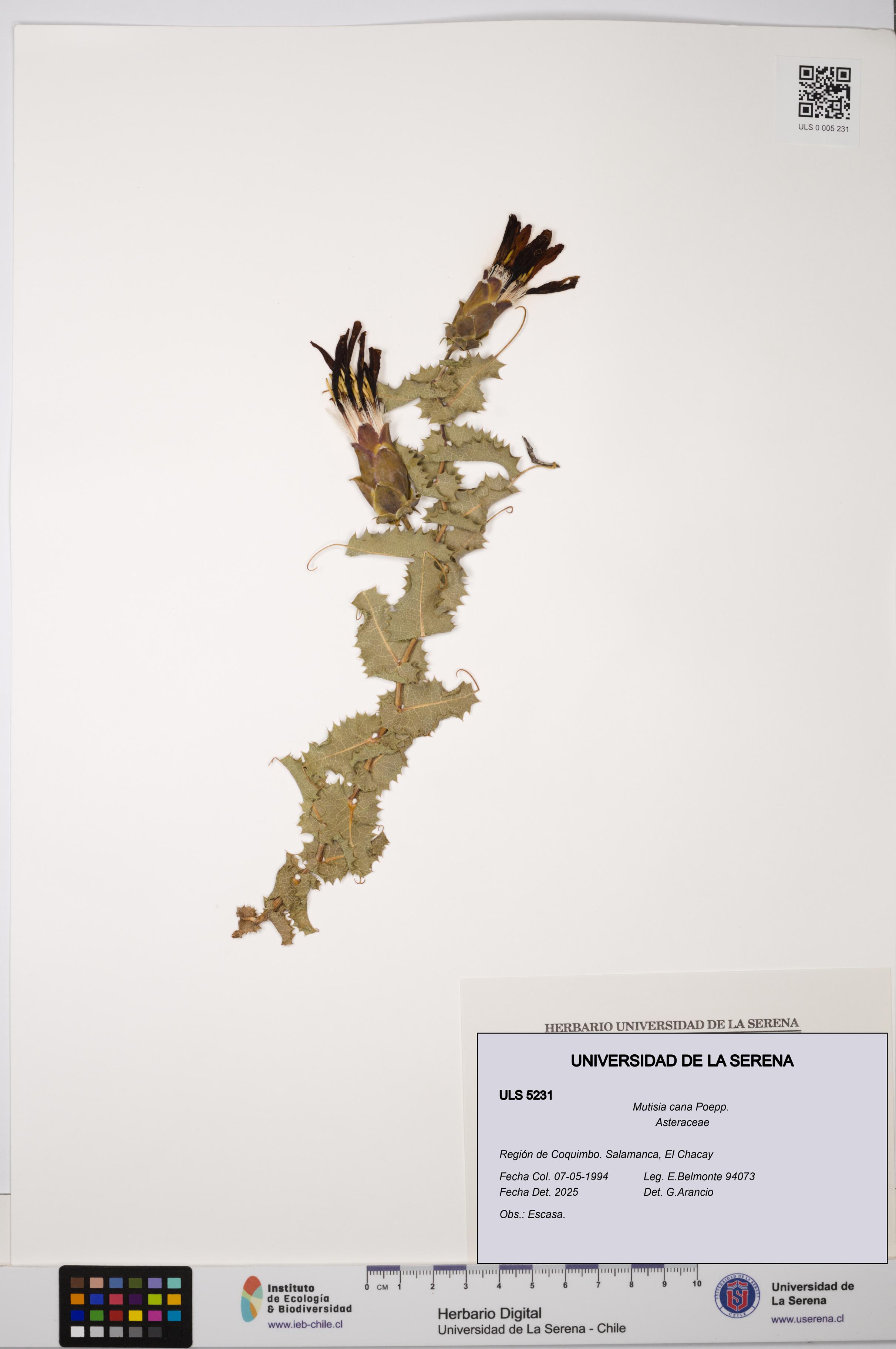Mutisia cana [Espécimen: ULS:ULS:0005231]