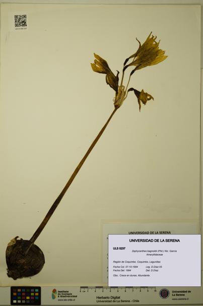 Zephyranthes bagnoldii [Espécimen: ULS:ULS:0005237]