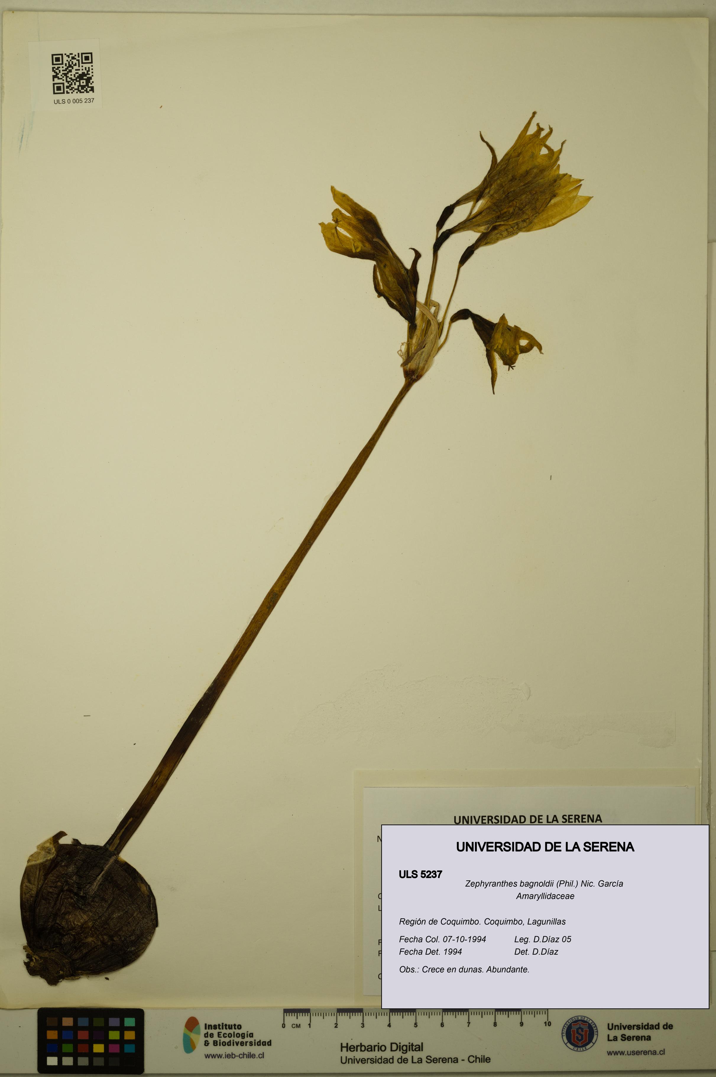 Zephyranthes bagnoldii [Espécimen: ULS:ULS:0005237]