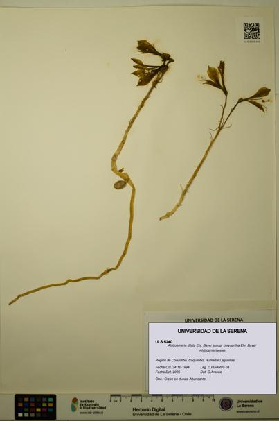 Alstroemeria diluta subsp. chrysantha [Espécimen: ULS:ULS:0005240]