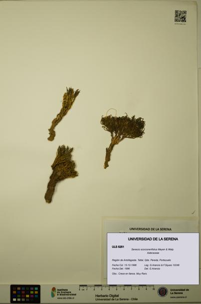 Senecio scorzonerifolius [Espécimen: ULS:ULS:0005251]