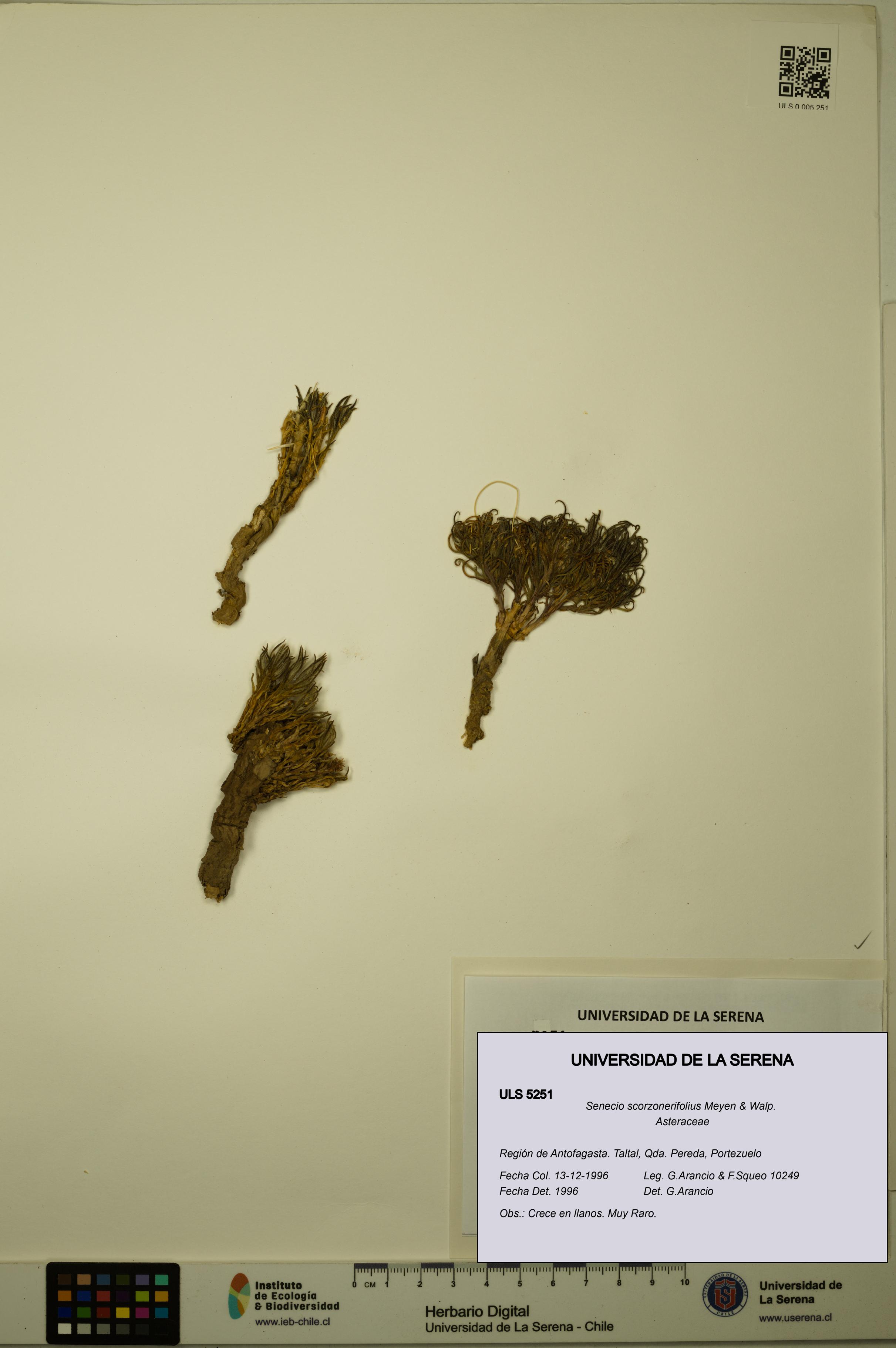 Senecio scorzonerifolius [Espécimen: ULS:ULS:0005251]