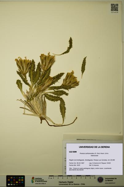 Perezia carthamoides [Espécimen: ULS:ULS:0005256]