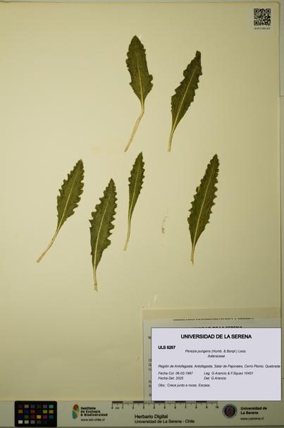 Perezia pungens [Espécimen: ULS:ULS:0005257]