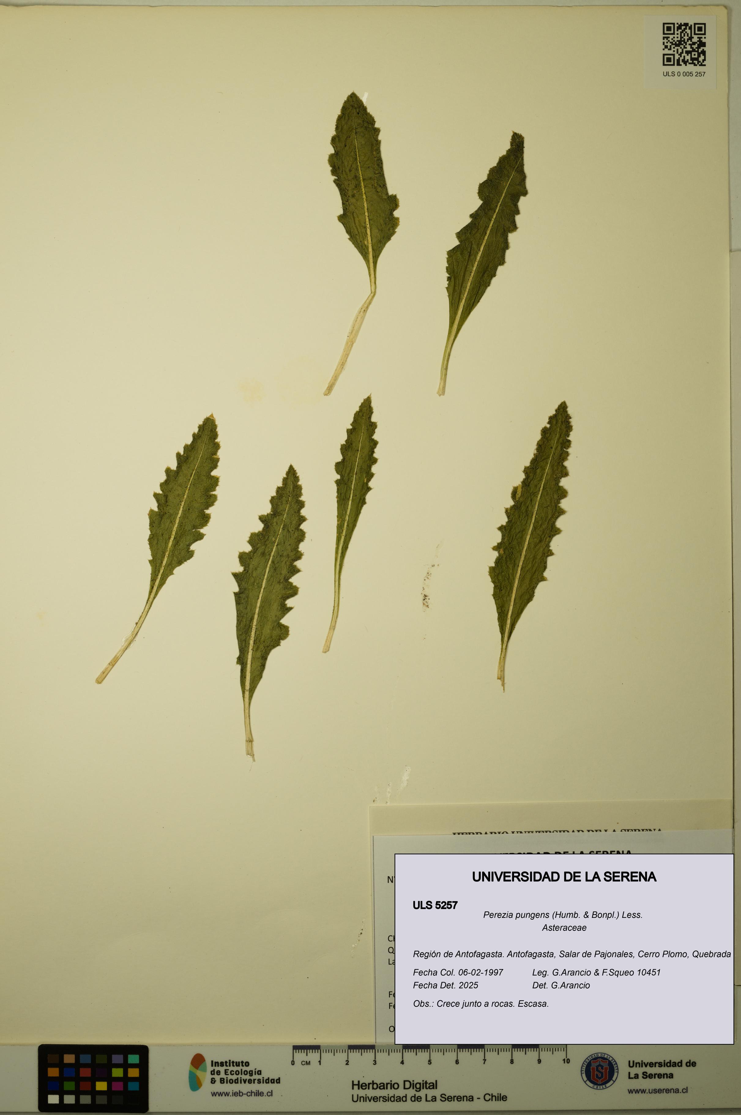 Perezia pungens [Espécimen: ULS:ULS:0005257]