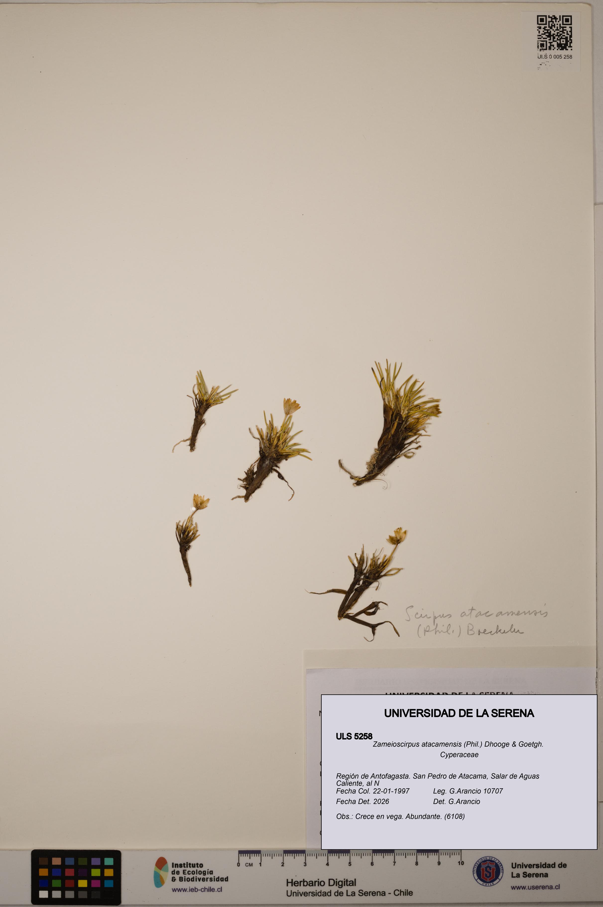 Zameioscirpus atacamensis [Espécimen: ULS:ULS:0005258]
