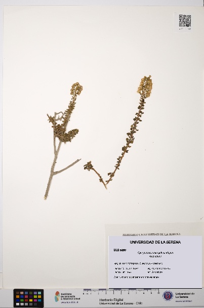 Ophryosporus triangularis [Espécimen: ULS:ULS:0005260]