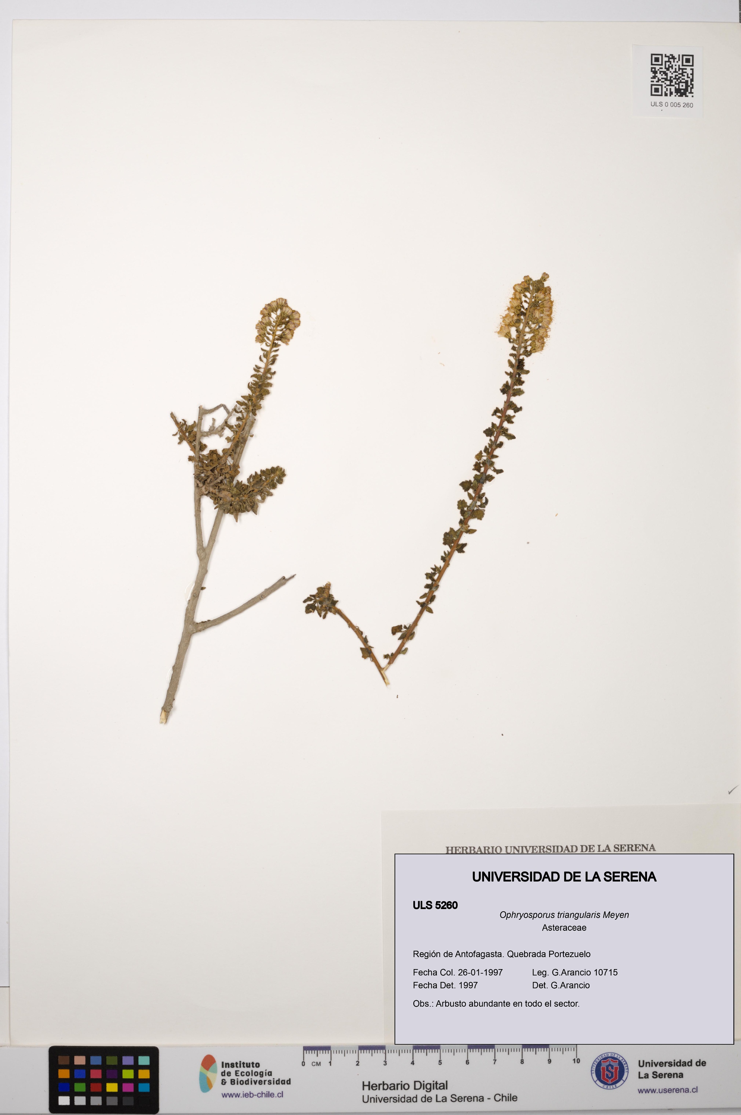 Ophryosporus triangularis [Espécimen: ULS:ULS:0005260]