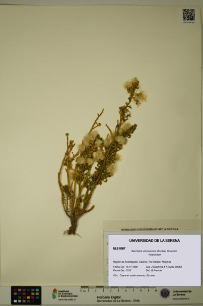 Baccharis tola [Espécimen: ULS:ULS:0005267]