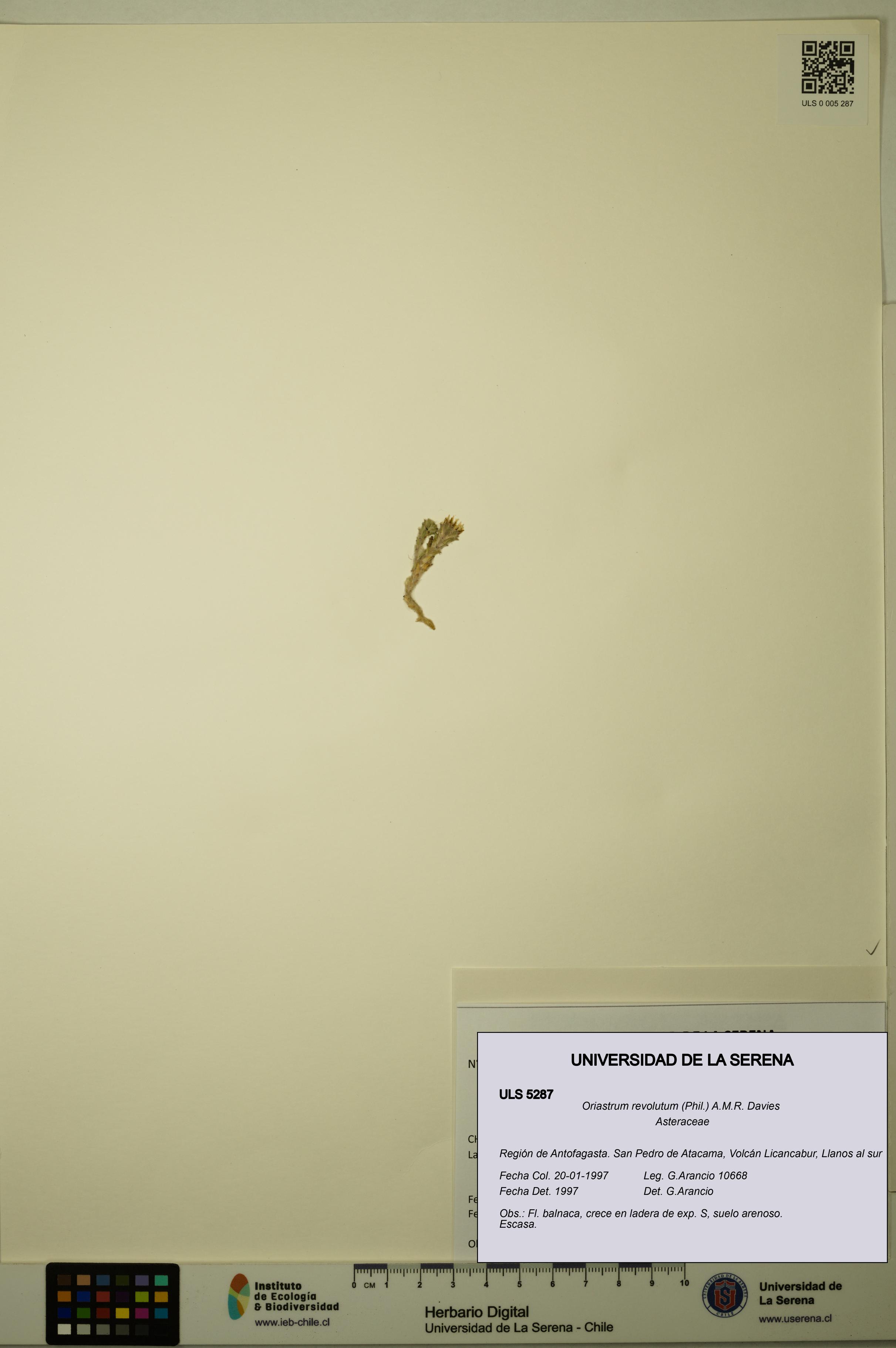 Oriastrum revolutum [Espécimen: ULS:ULS:0005287]