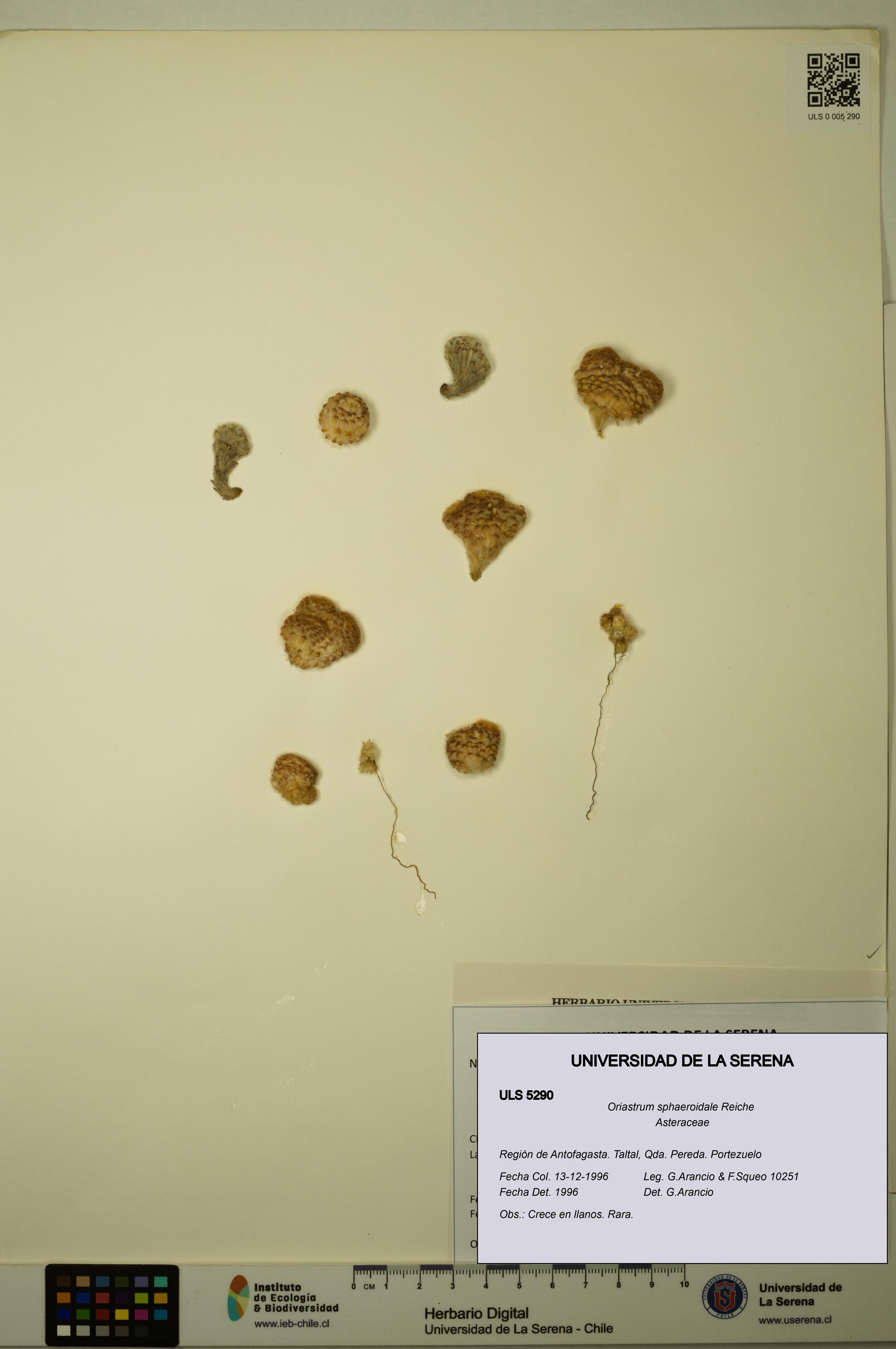 Oriastrum sphaeroidale [Espécimen: ULS:ULS:0005290]