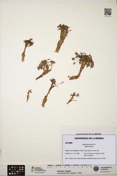 Argylia glutinosa [Espécimen: ULS:ULS:0005293]