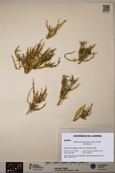 Ephedra americana [Espécimen: ULS:ULS:0005311]