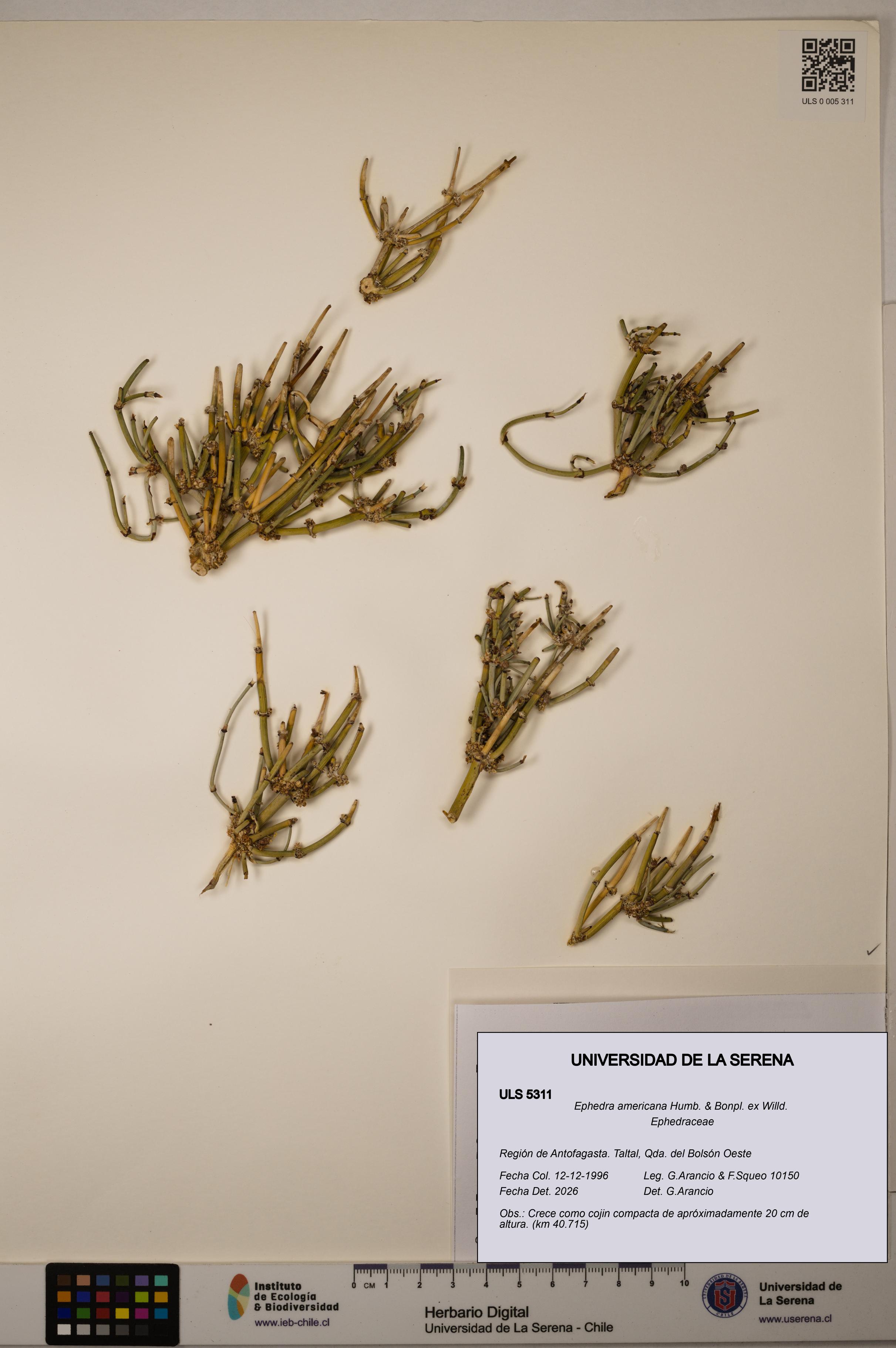 Ephedra americana [Espécimen: ULS:ULS:0005311]