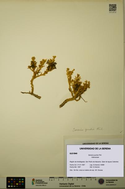 Senecio puchei [Espécimen: ULS:ULS:0005340]