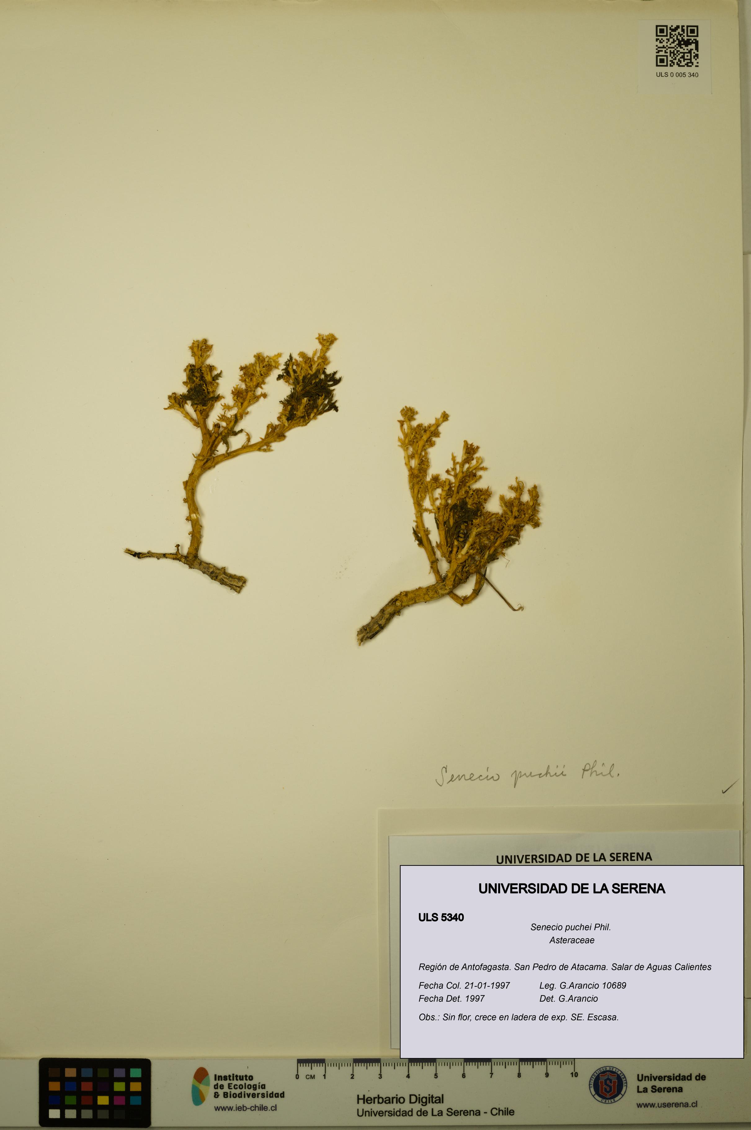 Senecio puchei [Espécimen: ULS:ULS:0005340]