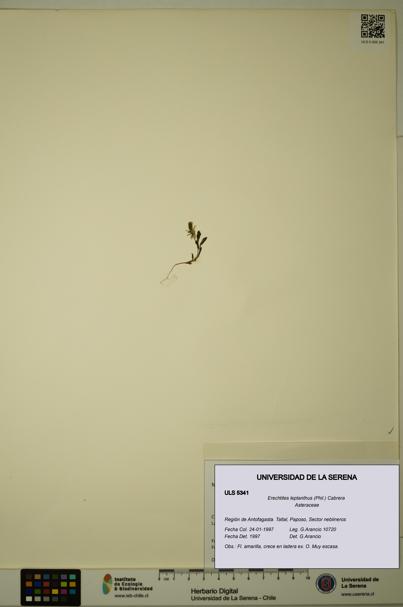 Erechtites leptanthus [Espécimen: ]