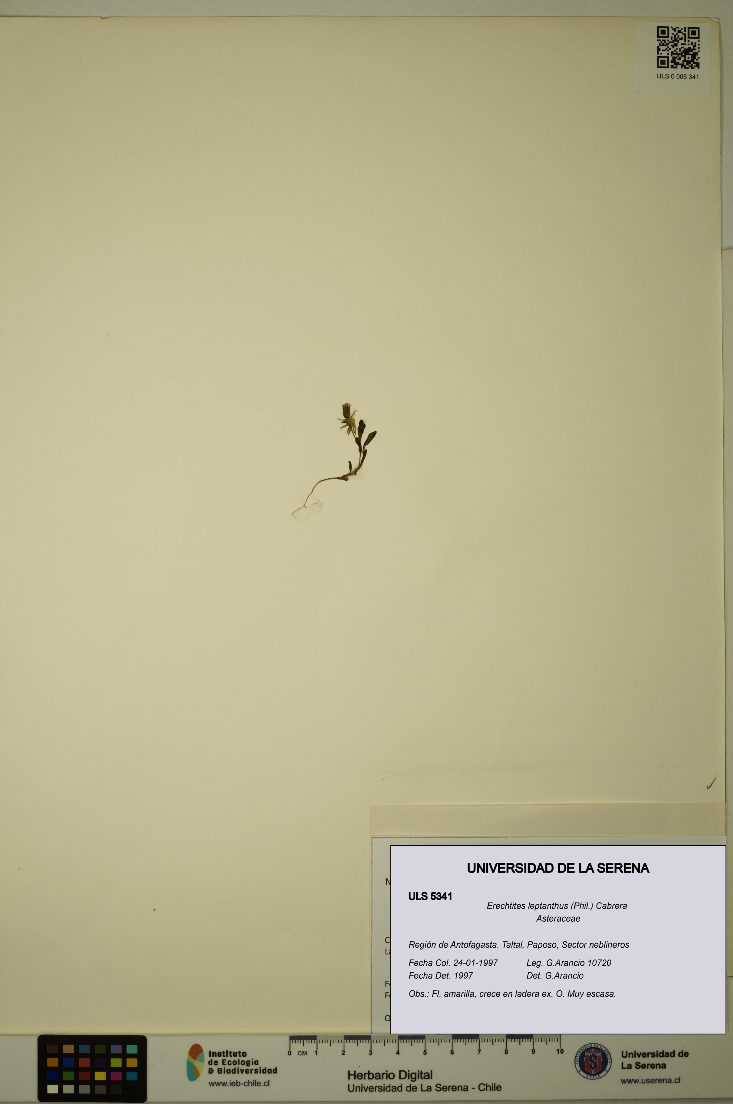 Erechtites leptanthus [Espécimen: ]