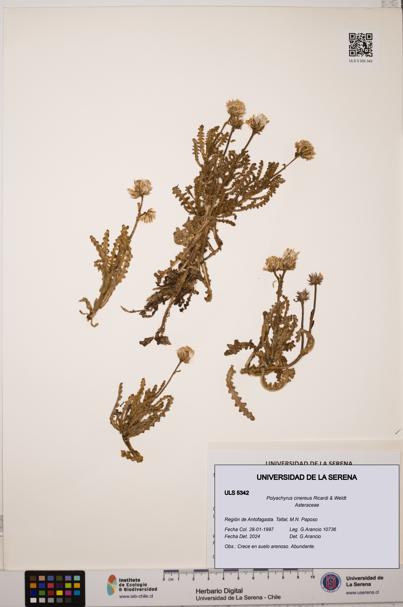 Polyachyrus cinereus [Espécimen: ULS:ULS:0005342]