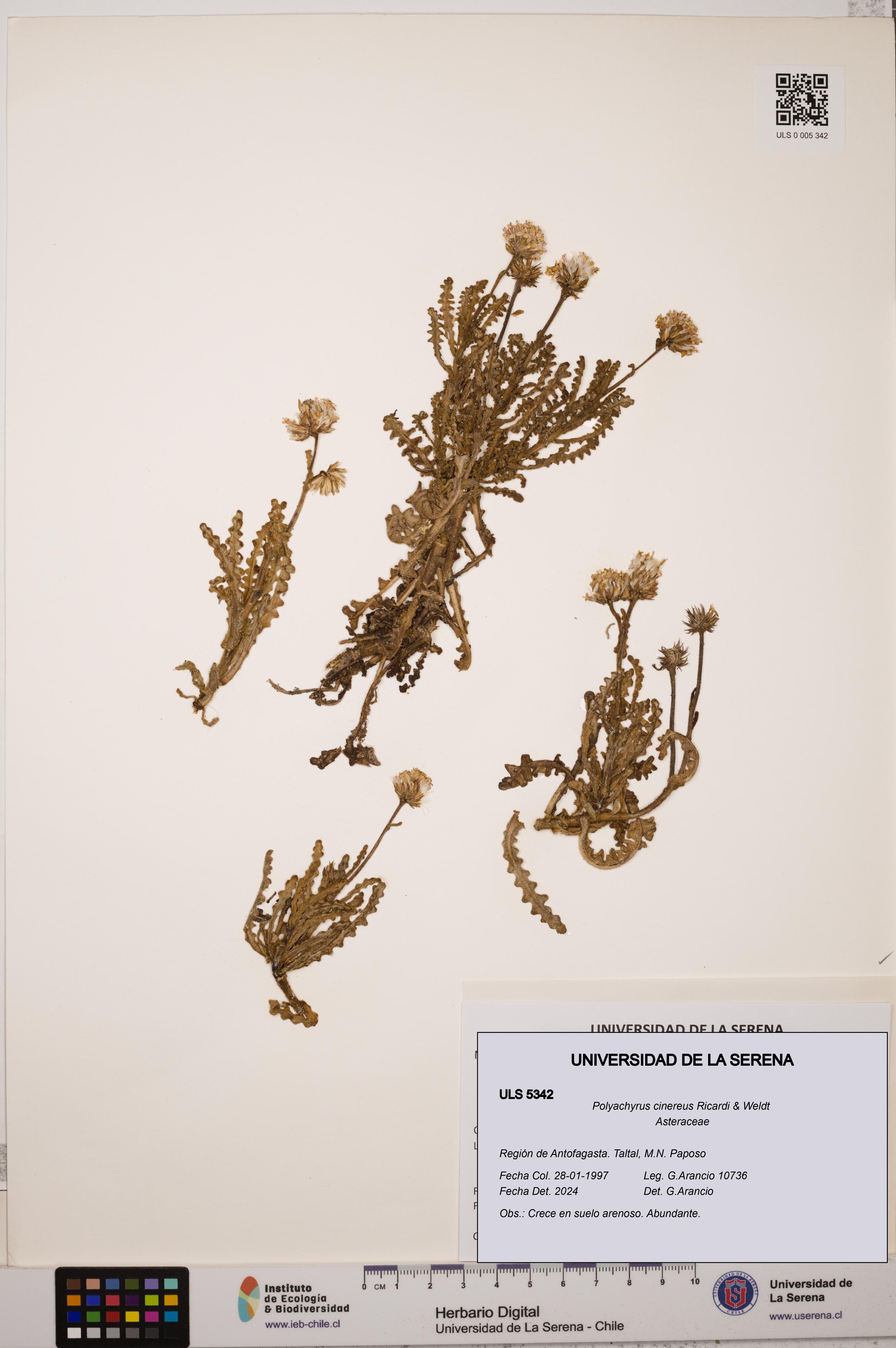 Polyachyrus cinereus [Espécimen: ULS:ULS:0005342]
