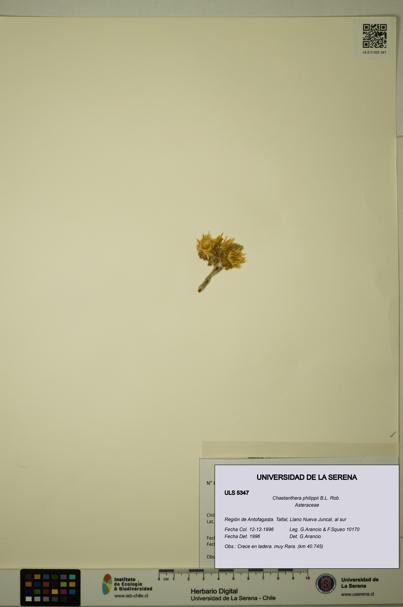 Chaetanthera philippii [Espécimen: ULS:ULS:0005347]