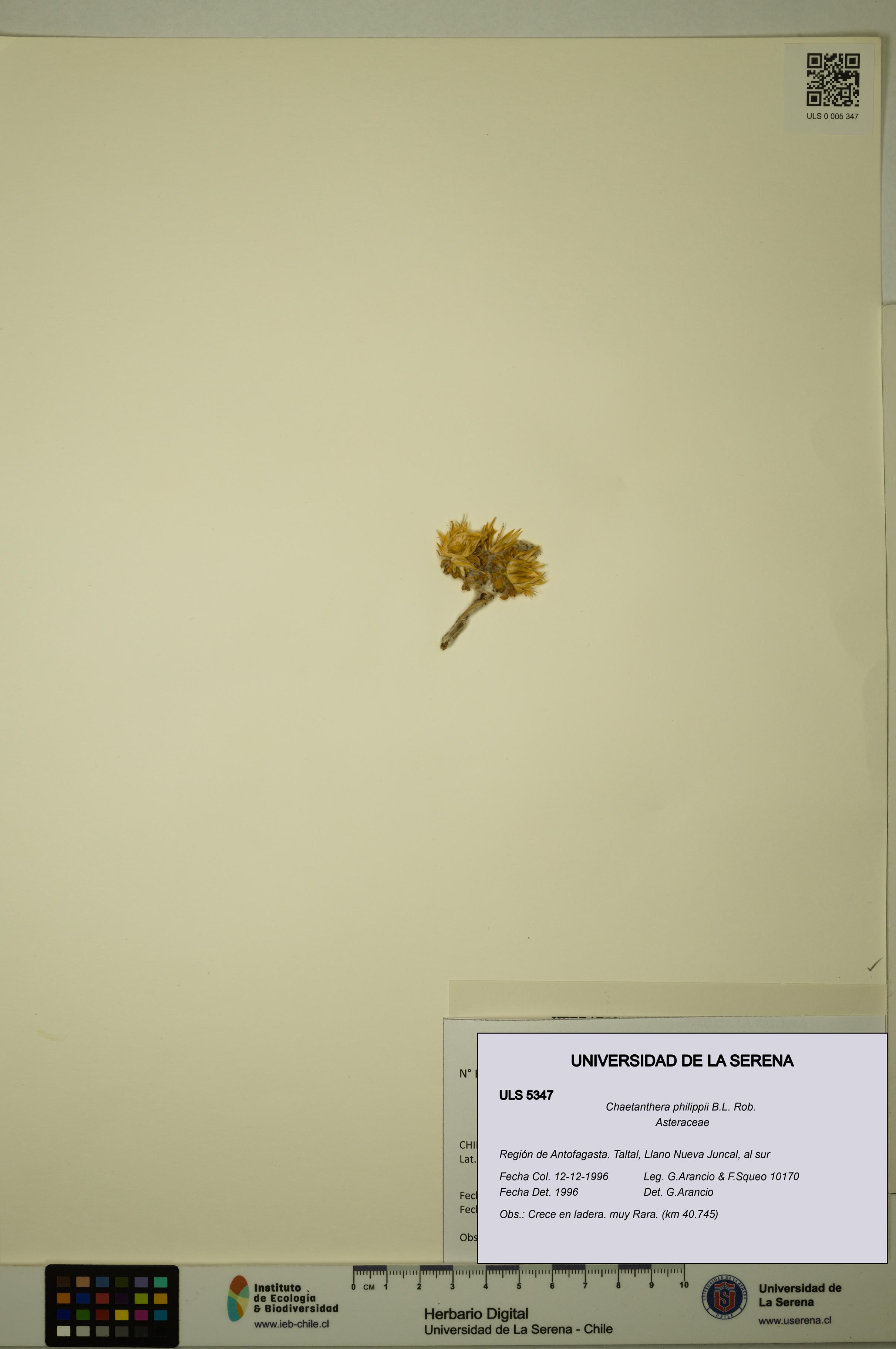 Chaetanthera philippii [Espécimen: ULS:ULS:0005347]