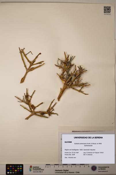 Ephedra americana [Espécimen: ULS:ULS:0005348]