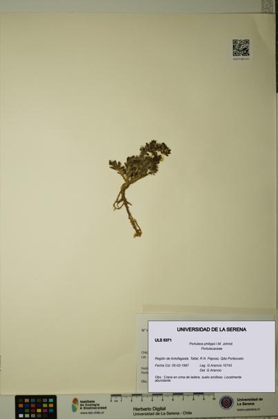 Portulaca philippii [Espécimen: ULS:ULS:0005371]