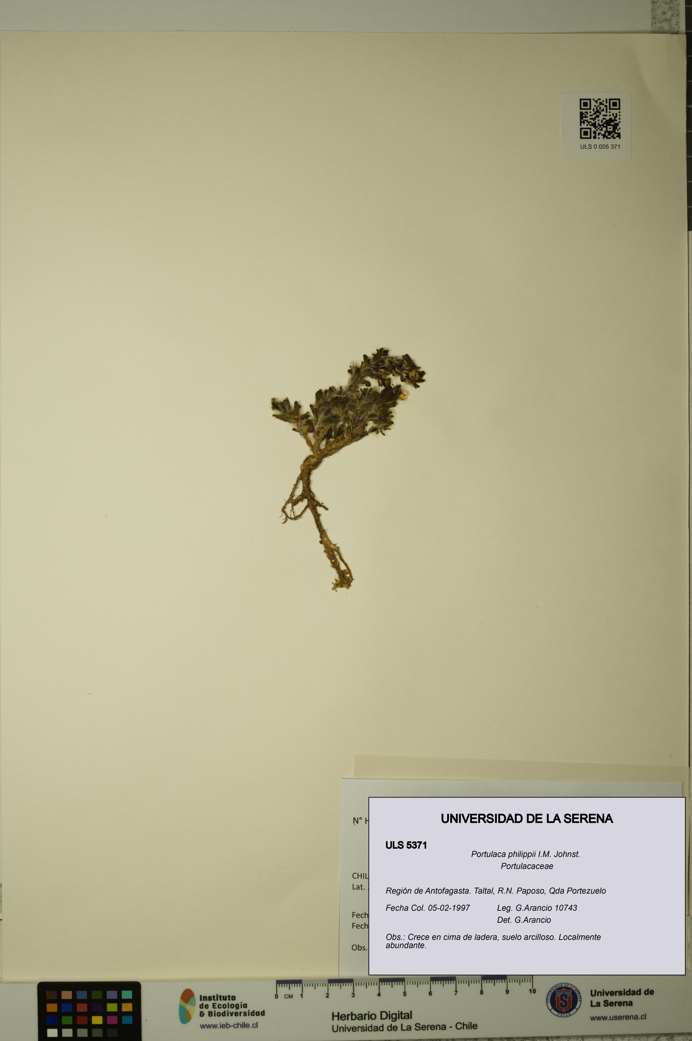 Portulaca philippii [Espécimen: ULS:ULS:0005371]