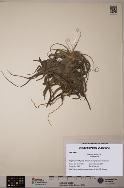 Tillandsia geissei [Espécimen: ULS:ULS:0005387]