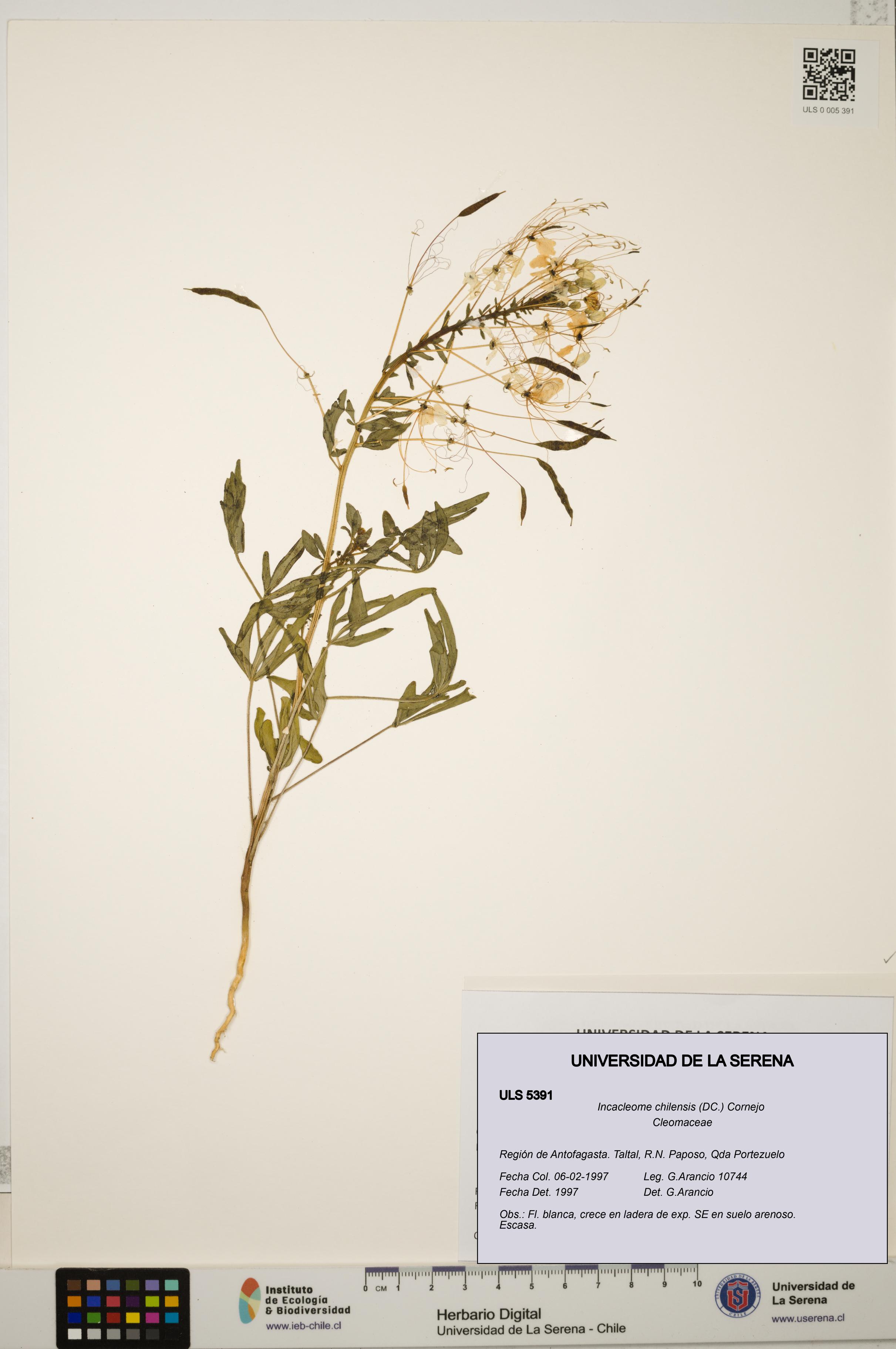 Incacleome chilensis [Espécimen: ULS:ULS:0005391]