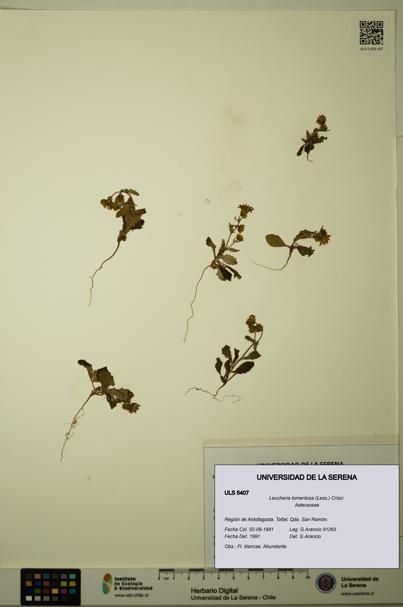 Leucheria tomentosa [Espécimen: ULS:ULS:0005407]