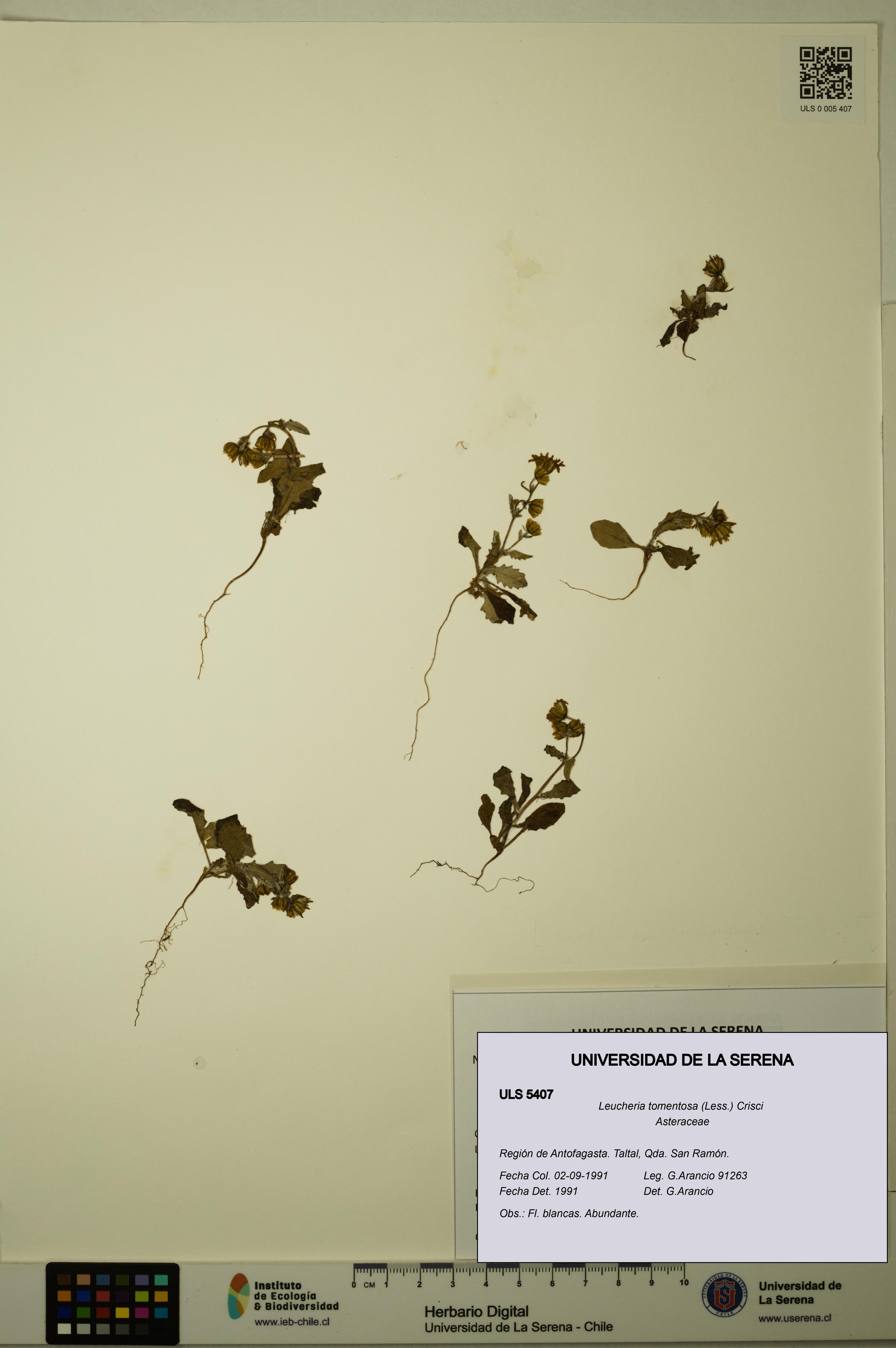 Leucheria tomentosa [Espécimen: ULS:ULS:0005407]