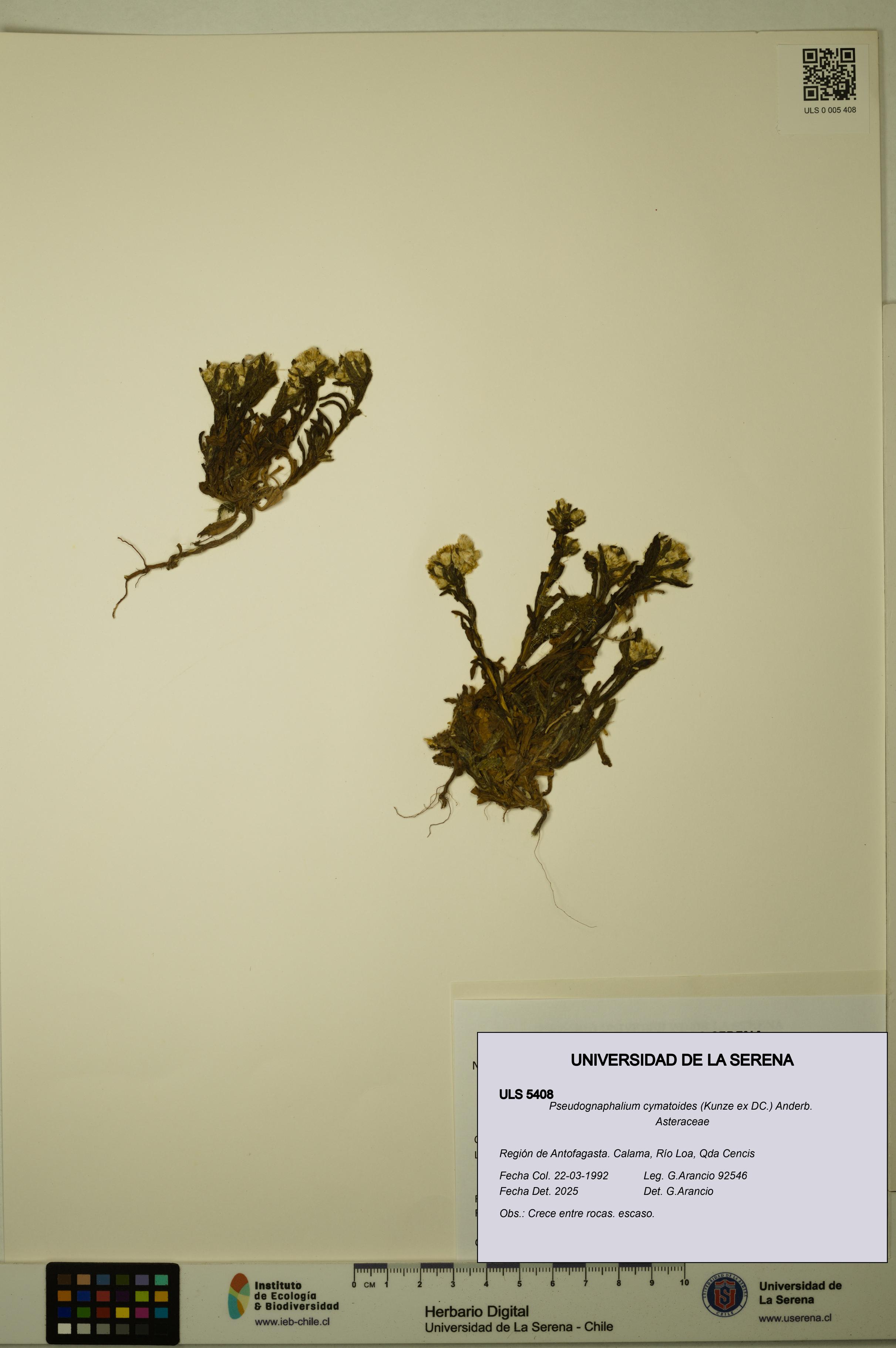 Pseudognaphalium cymatoides [Espécimen: ULS:ULS:0005408]